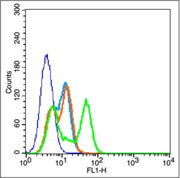 Anti-CD44 Polyclonal Antibody 3