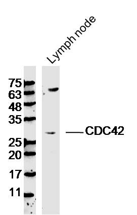 Anti-CDC42 Polyclonal Antibody
