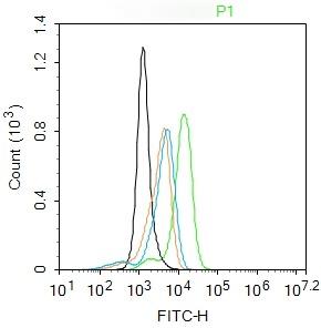 Anti-CCR7 Polyclonal Antibody