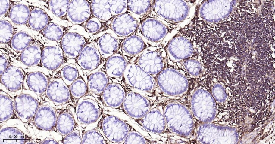 Anti-CD44 Antibody (4R653)