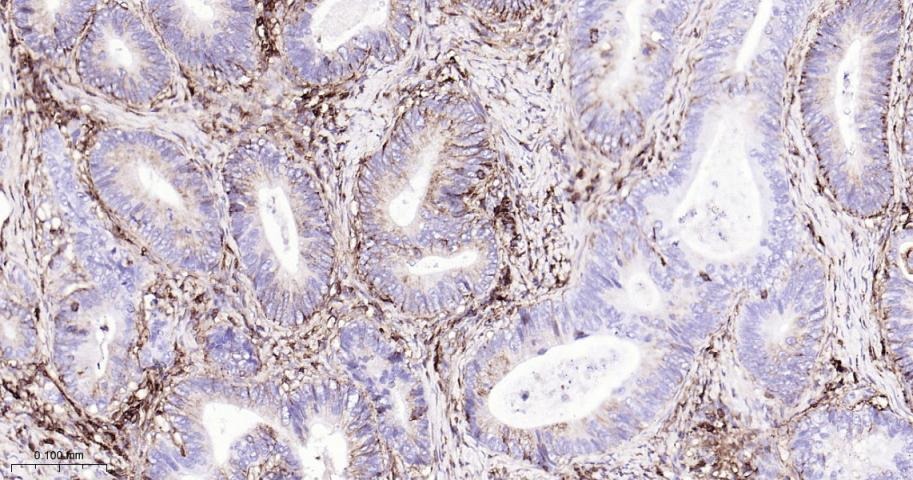 Anti-CD44 Antibody (4R653)