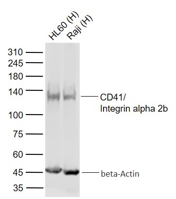 Anti-CD41 Antibody (5N41)