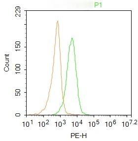 Anti-CD45 Polyclonal Antibody 2