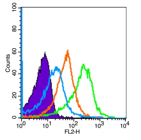 Anti-CCR7 Polyclonal Antibody