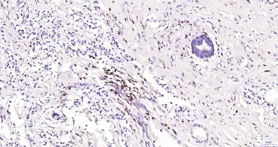 Anti-CD45 Polyclonal Antibody