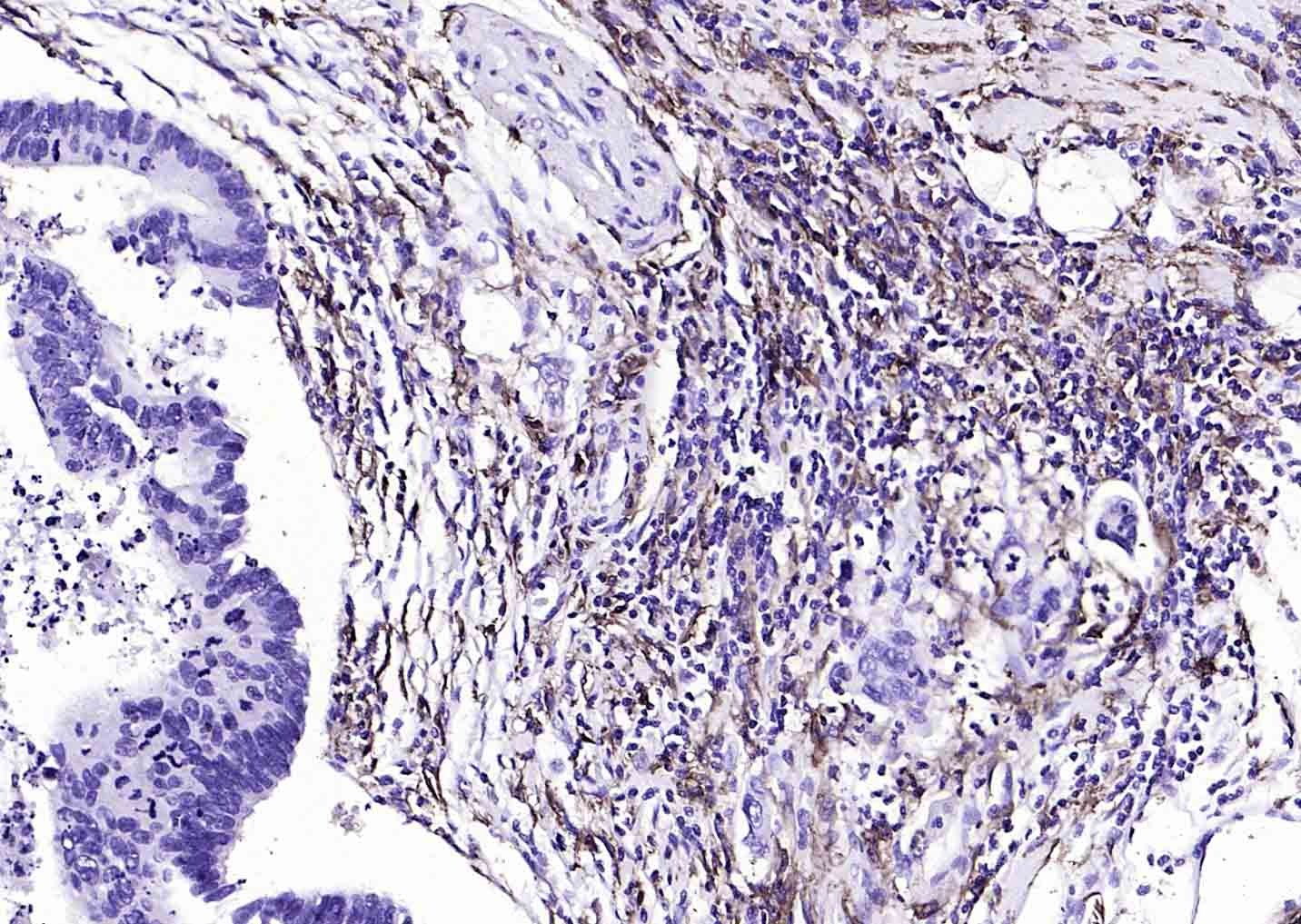 Anti-CD14 Polyclonal Antibody