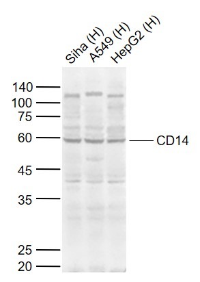 Anti-CD14 Polyclonal Antibody