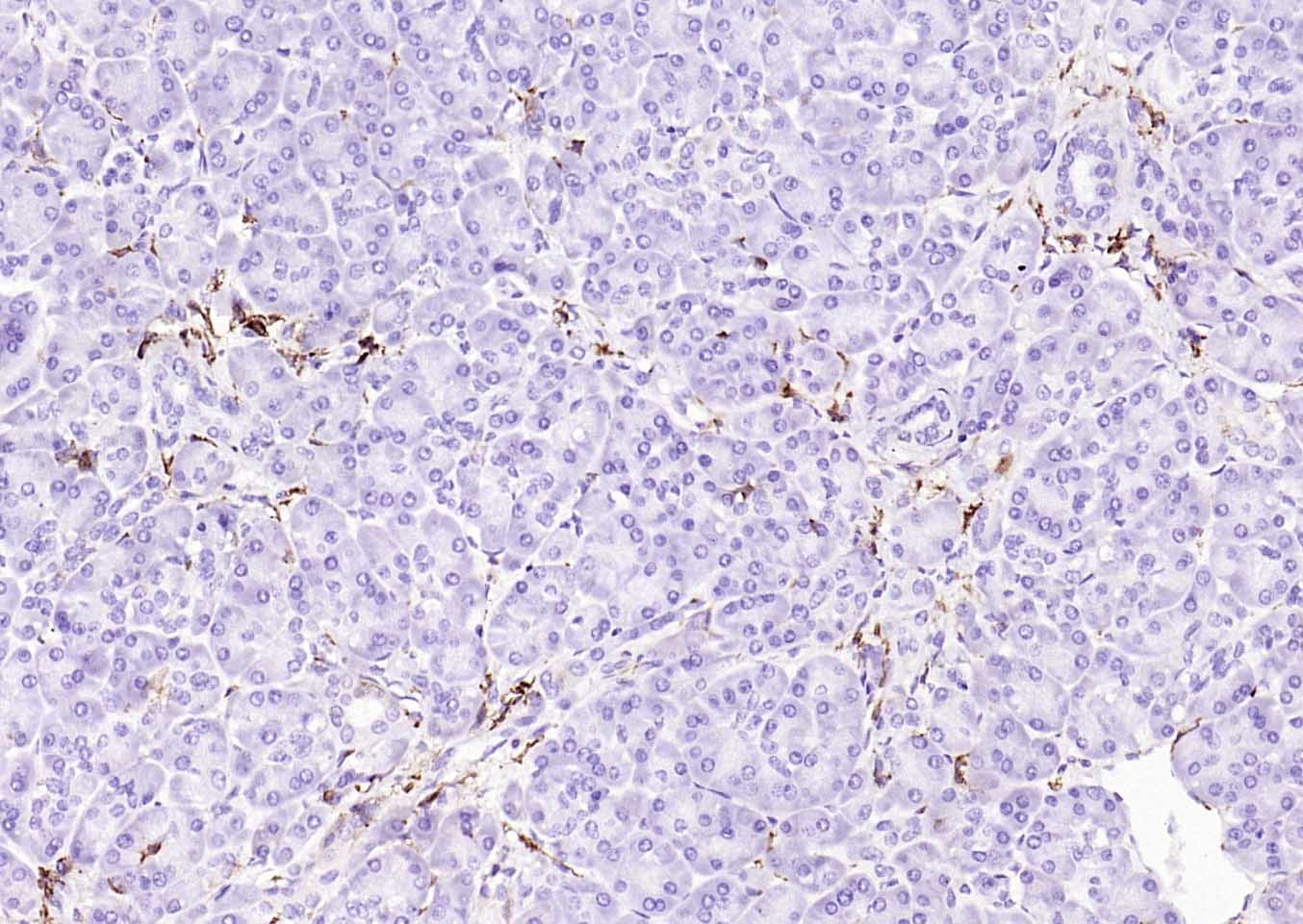 Anti-CD14 Antibody (2E832)