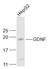 Anti-GDNF Polyclonal Antibody 2