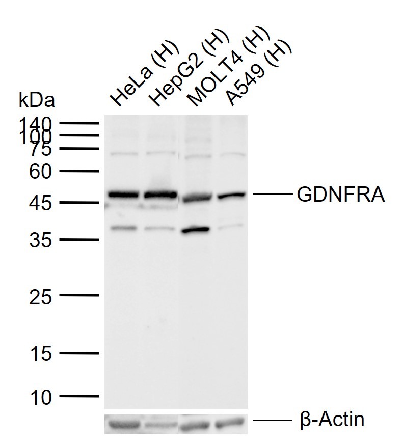 Anti-GFR Alpha-1/GFRA1 Polyclonal Antibody