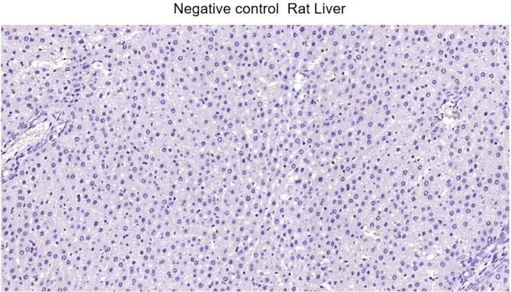 Anti-GFAP Antibody (3A643)