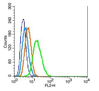 Anti-GLI1 Polyclonal Antibody
