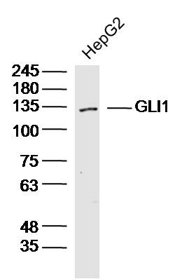 Anti-GLI1 Polyclonal Antibody