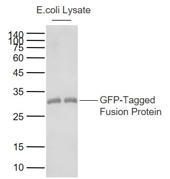Anti-GFP Antibody (2A799)