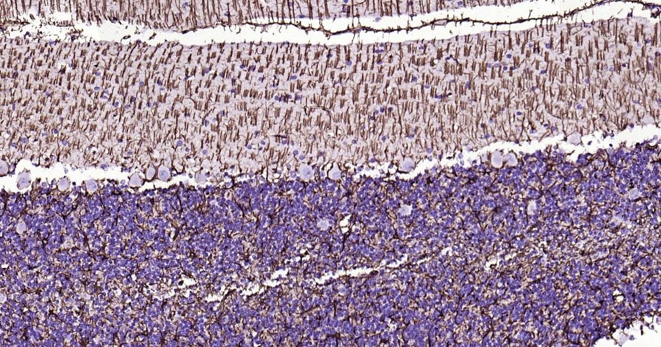 Anti-GFAP Antibody (3A643)