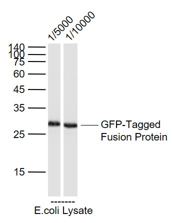 Anti-GFP Antibody (2A799)