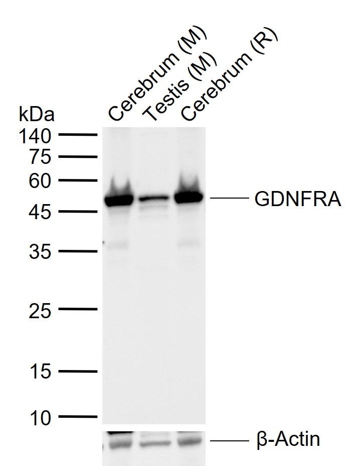 Anti-GFR Alpha-1/GFRA1 Polyclonal Antibody