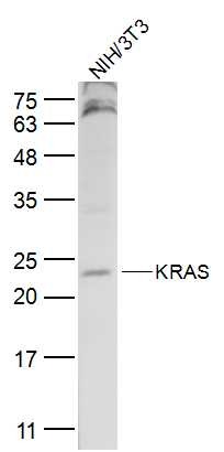 Anti-KRAS Polyclonal Antibody