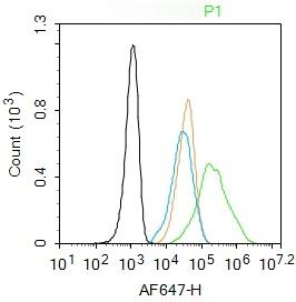 Anti-KRT18 Polyclonal Antibody