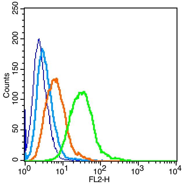 Anti-Insulin Receptor Polyclonal Antibody