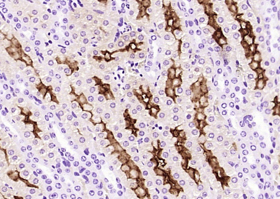 Anti-Klotho Polyclonal Antibody