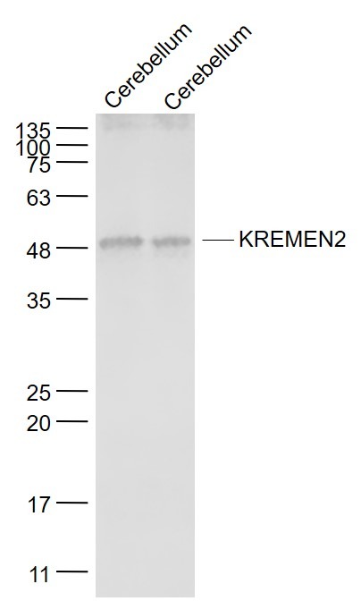Anti-Kremen-2 Polyclonal Antibody