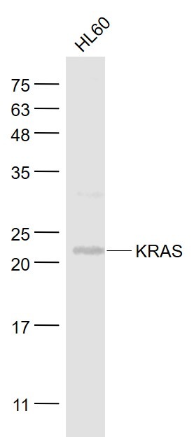 Anti-KRAS Polyclonal Antibody