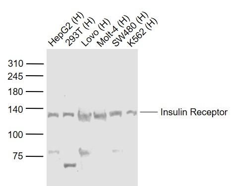 Anti-Insulin Receptor Polyclonal Antibody