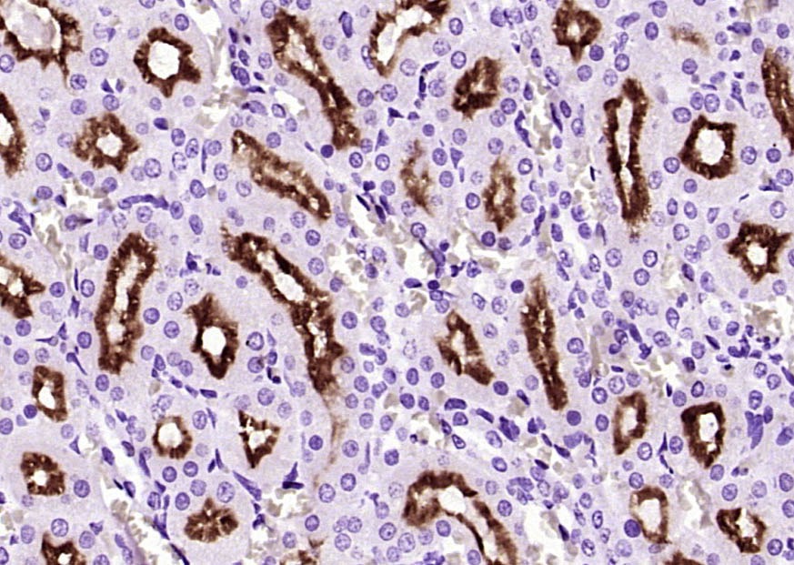Anti-Klotho Polyclonal Antibody
