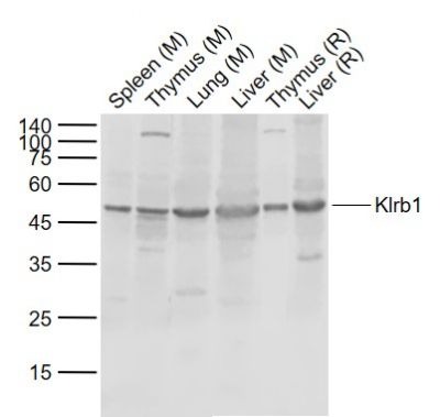 Anti-Klrb1c Polyclonal Antibody