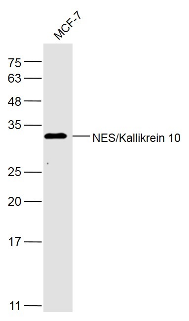 Anti-KLK10 Polyclonal Antibody