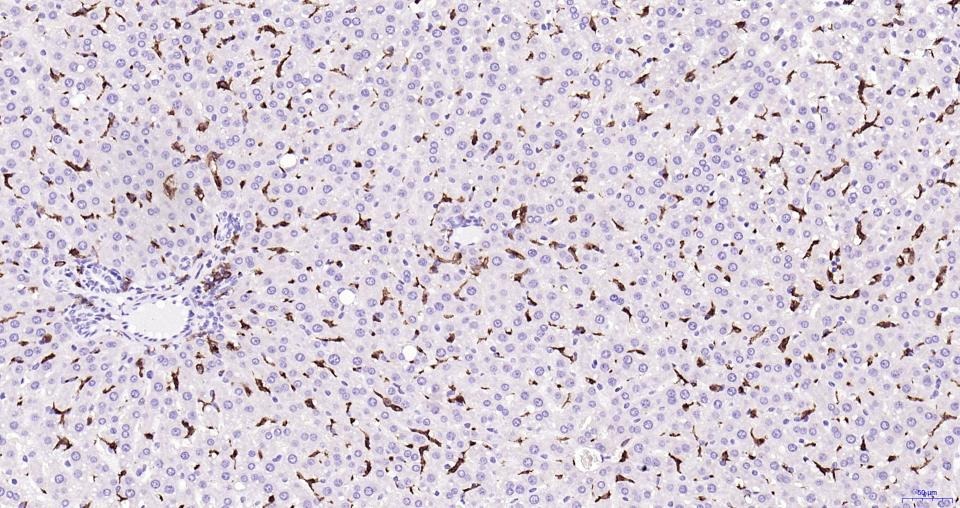 Anti-Iba1 Polyclonal Antibody