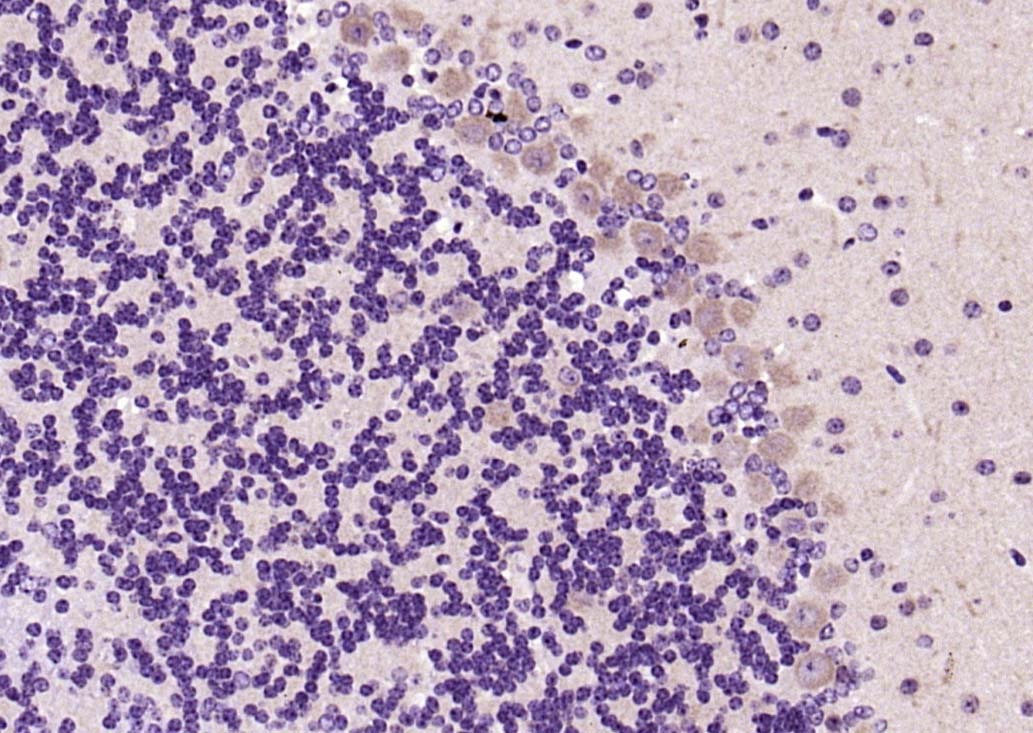 Anti-IRS1 Polyclonal Antibody