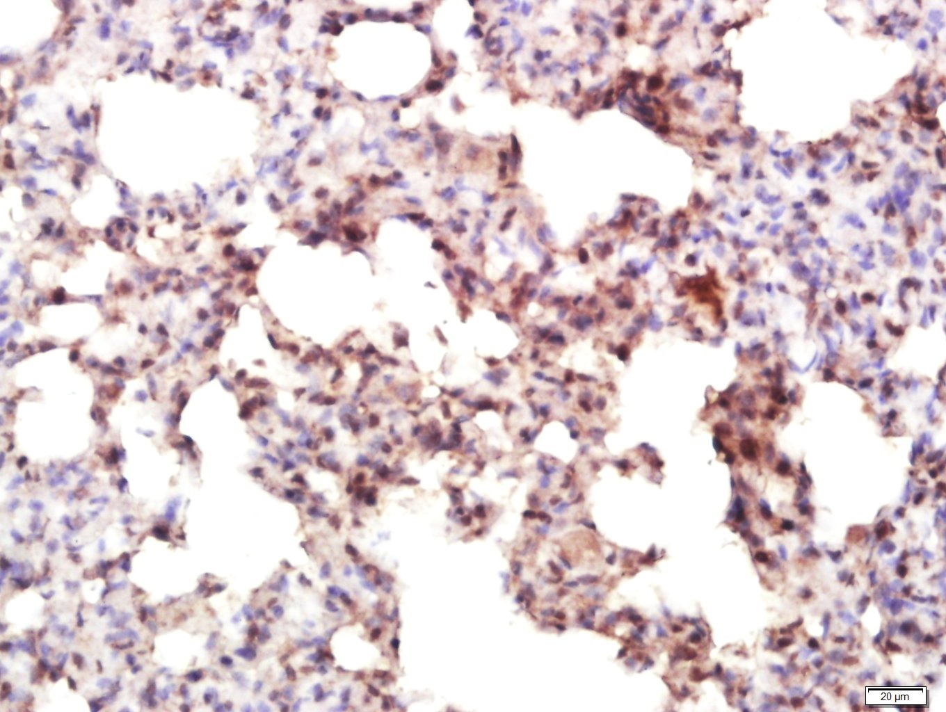 Anti-IRF7 Polyclonal Antibody
