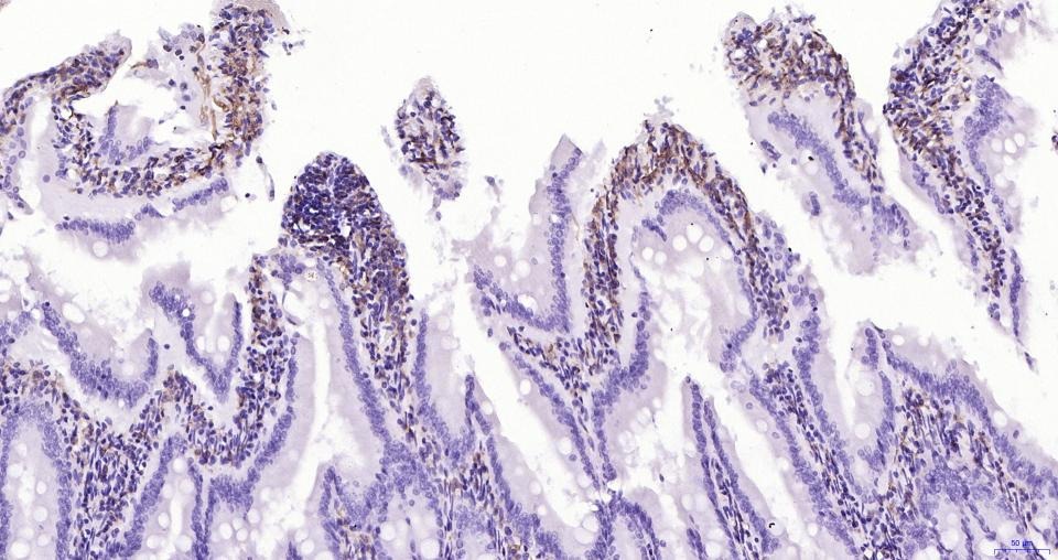 Anti-Iba1 Antibody (1N641)