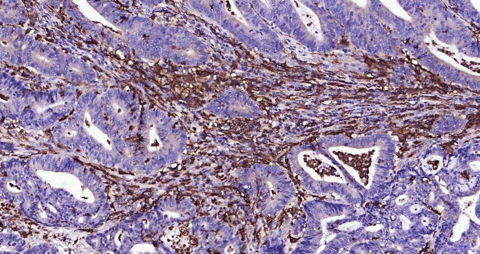 Anti-Iba1 Antibody (1N641)