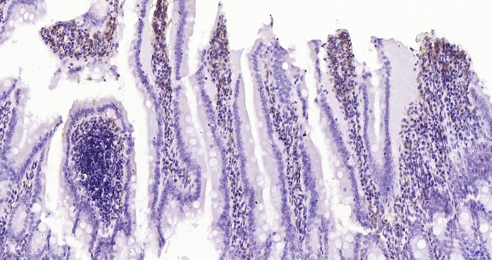 Anti-Iba1 Polyclonal Antibody