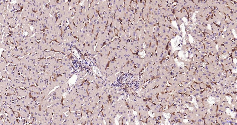 Anti-Iba1 Antibody (1N641)