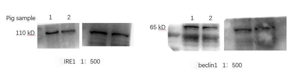 Anti-IRE1 Polyclonal Antibody