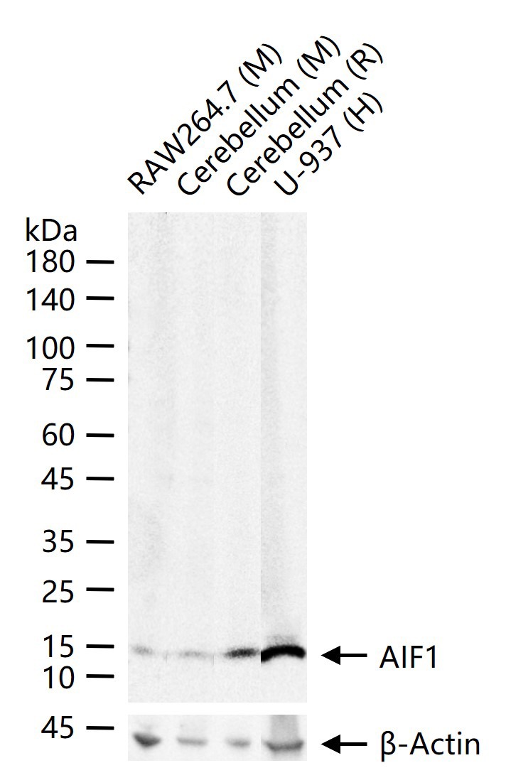 Anti-Iba1 Polyclonal Antibody