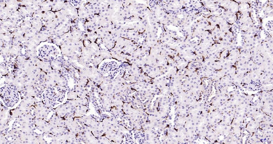 Anti-Iba1 Polyclonal Antibody