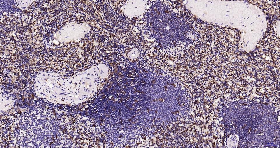 Anti-Iba1 Polyclonal Antibody