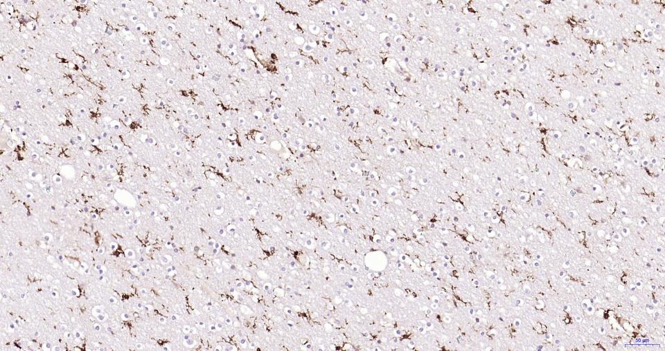 Anti-Iba1 Polyclonal Antibody