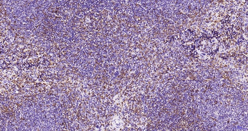 Anti-Iba1 Antibody (1N641)