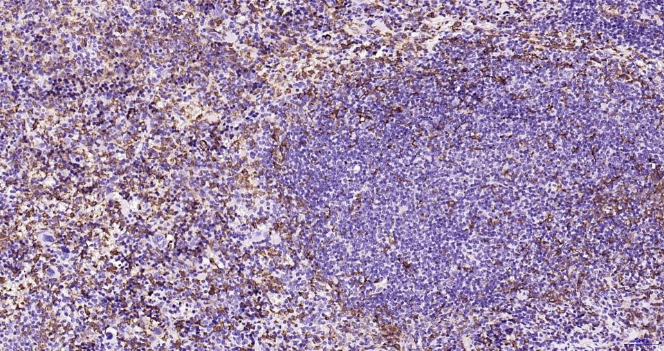 Anti-Iba1 Polyclonal Antibody
