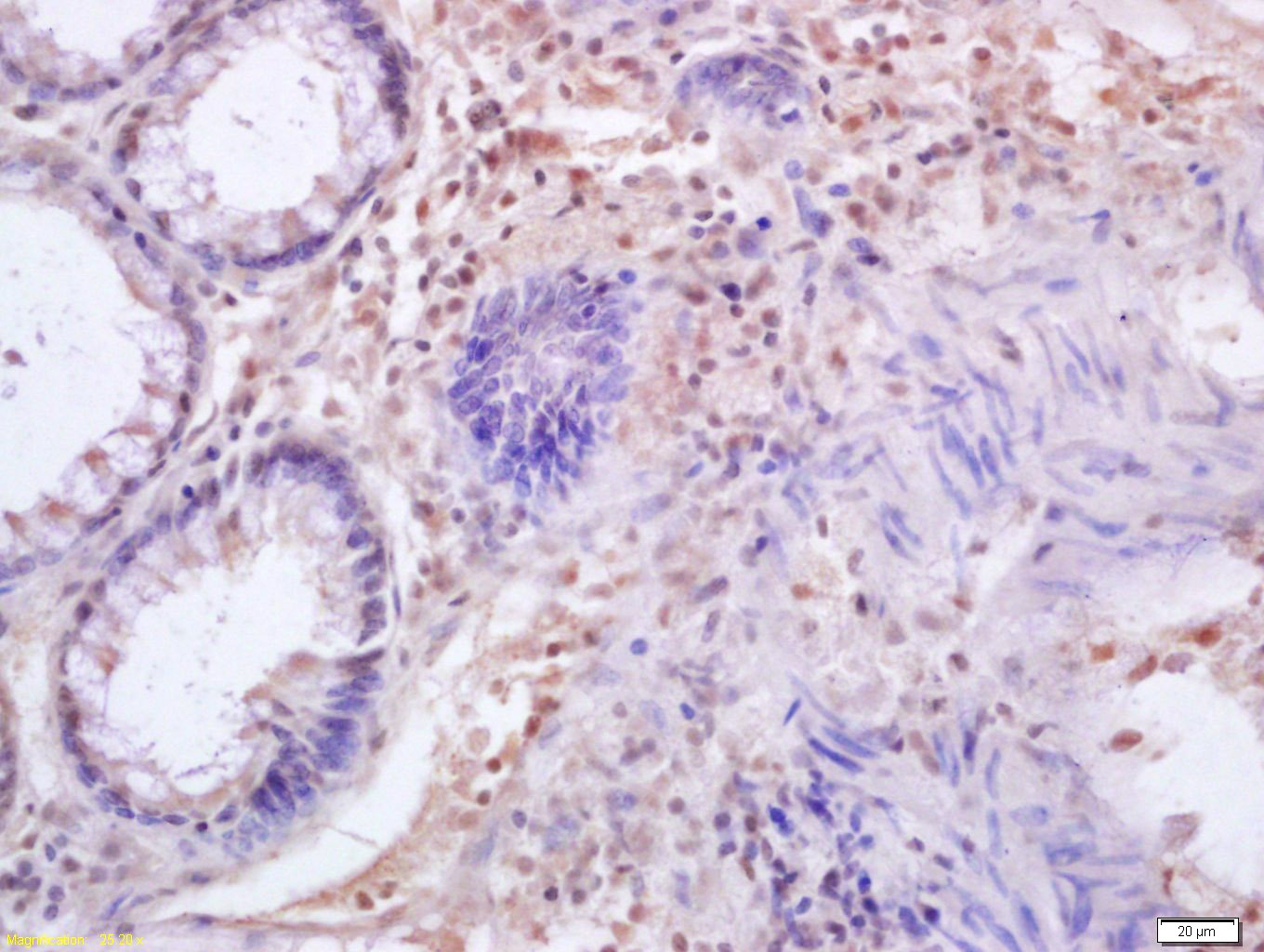Anti-IRF3 Polyclonal Antibody