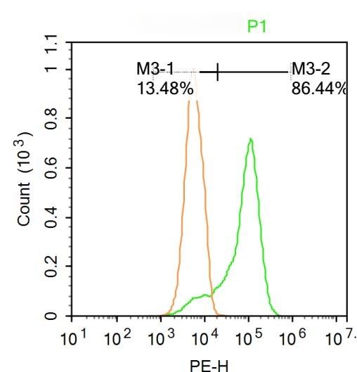 Anti-IRE1 Polyclonal Antibody 2