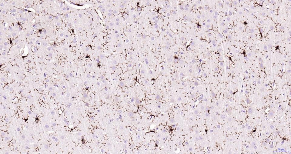 Anti-Iba1 Antibody (1N641)