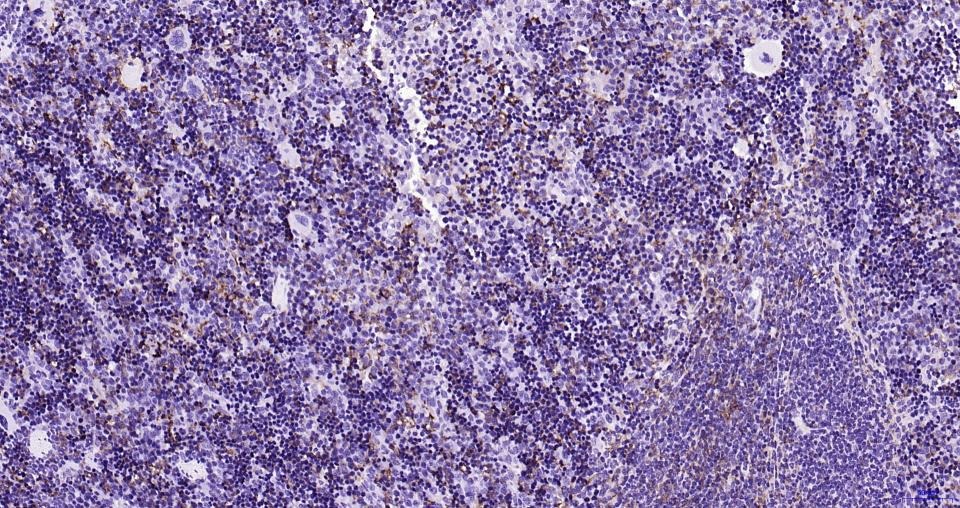 Anti-Iba1 Antibody (1N641)