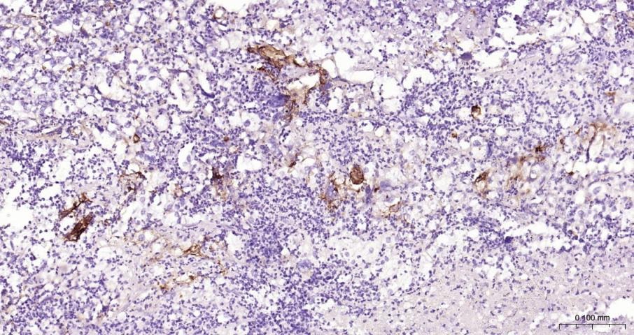 Anti-ICAM-1/CD54 Polyclonal Antibody